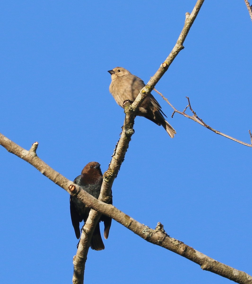 Brown-headed Cowbird - ML620231827