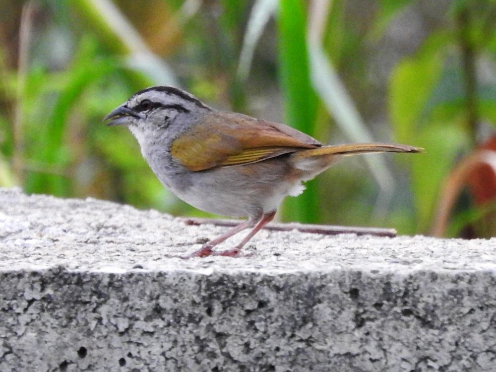 Black-striped Sparrow - Fernando Nunes