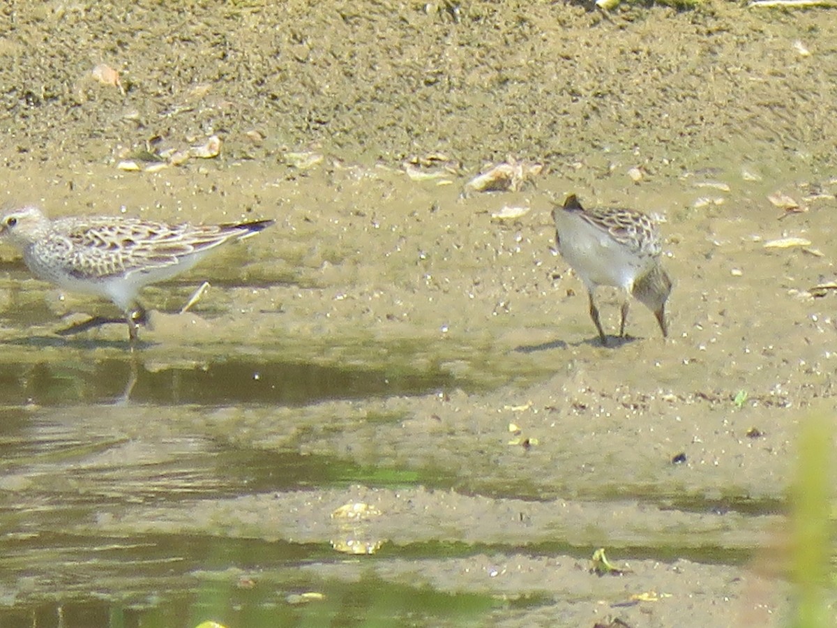 Weißbürzel-Strandläufer - ML620231832