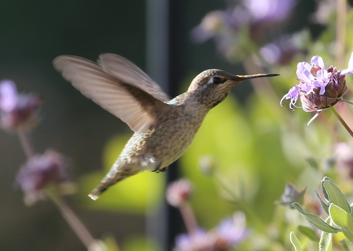hummingbird sp. - ML620231838