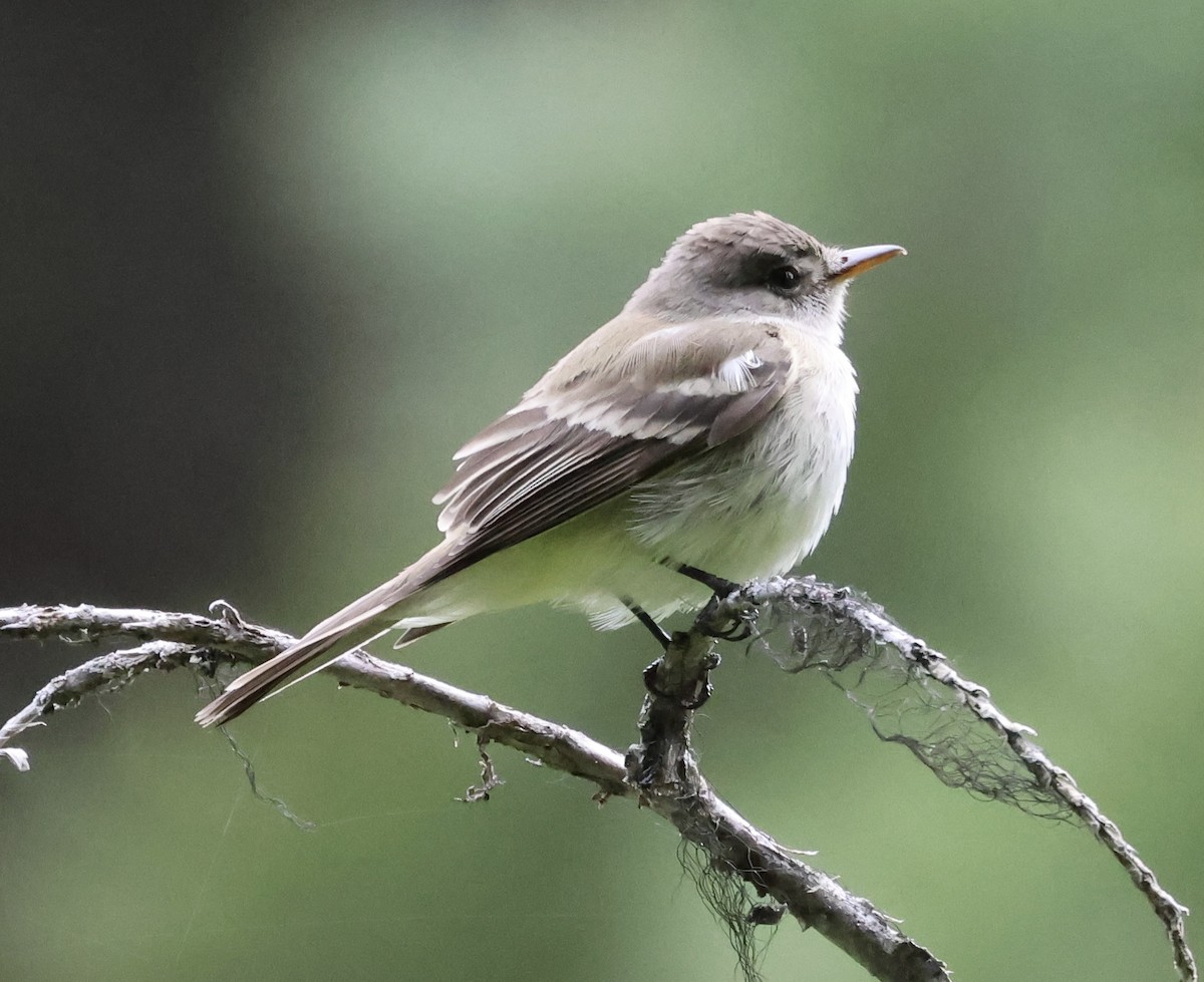 Willow Flycatcher - ML620231839