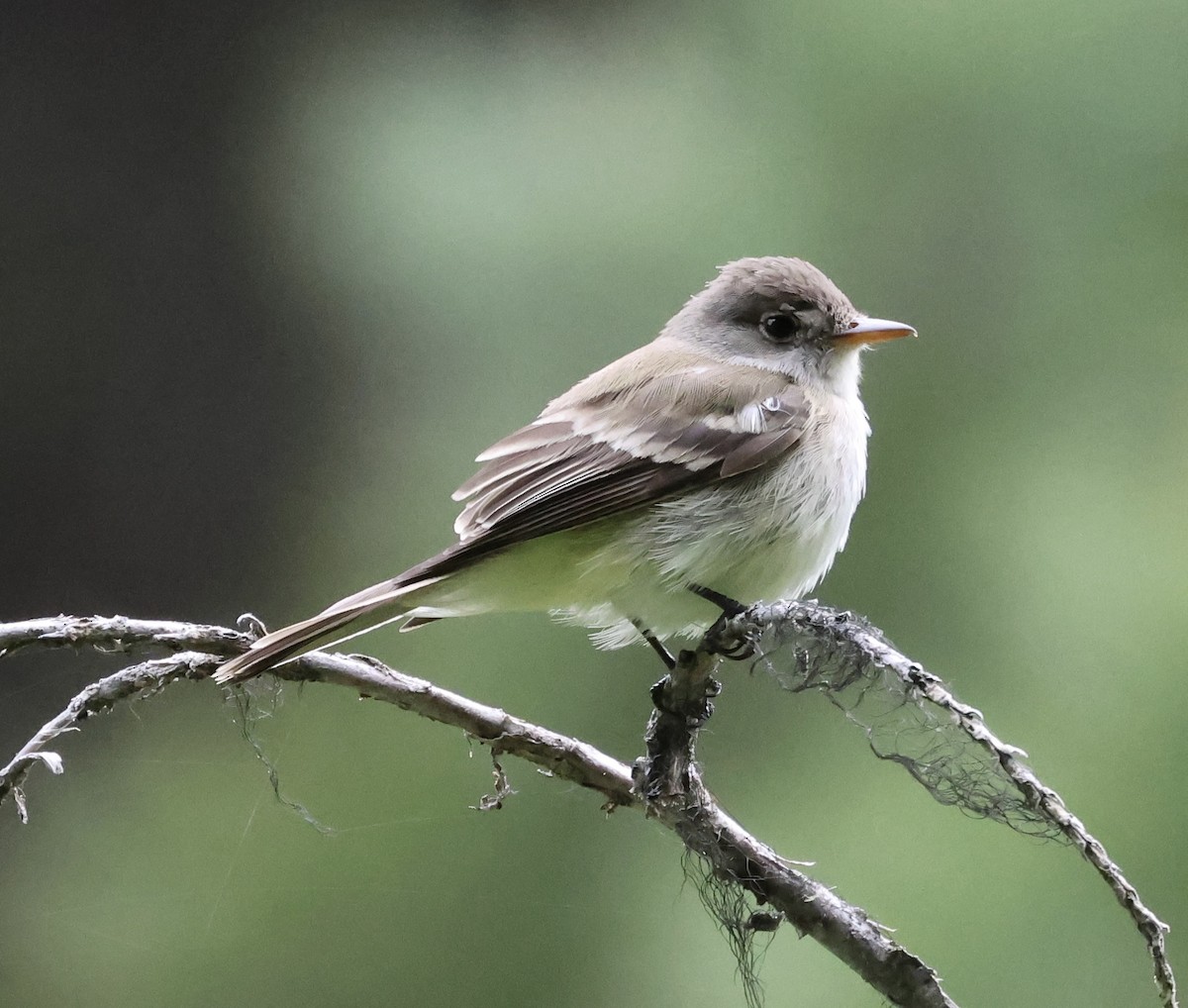 Willow Flycatcher - ML620231842