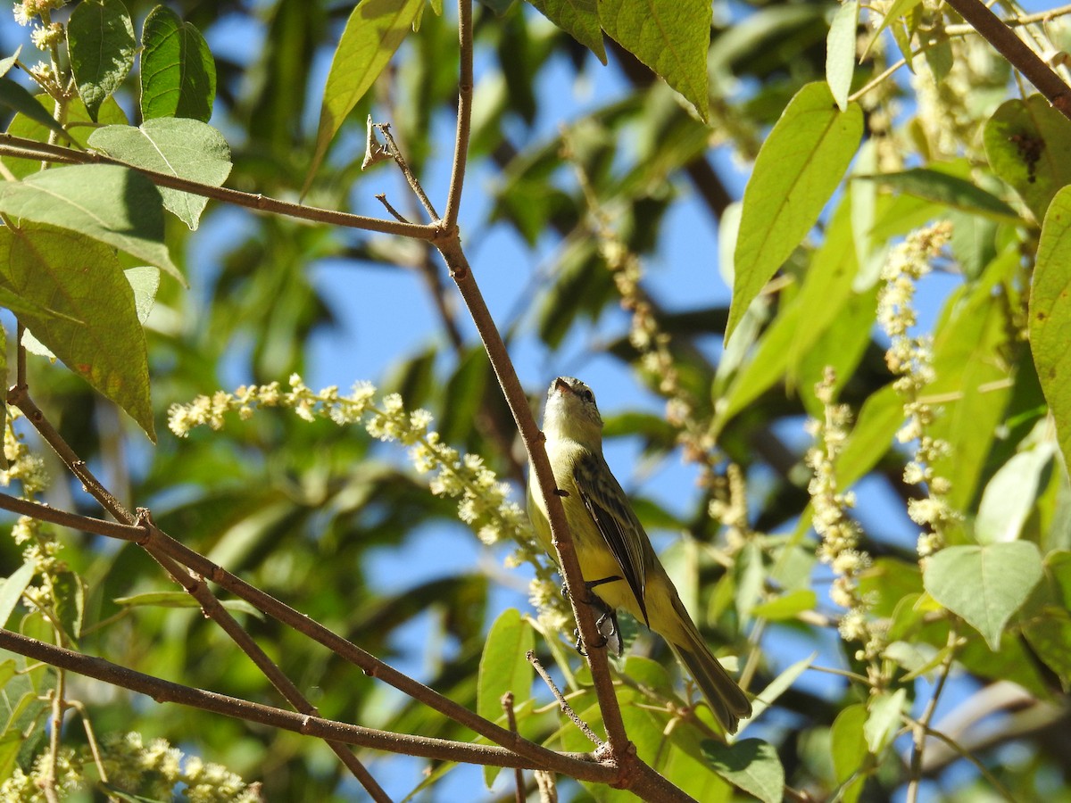 Planalto Tyrannulet - ML620231847