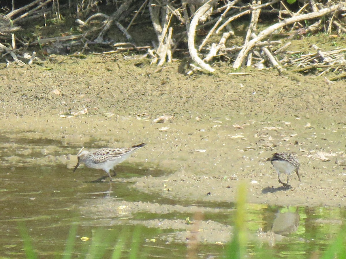 White-rumped Sandpiper - ML620231868