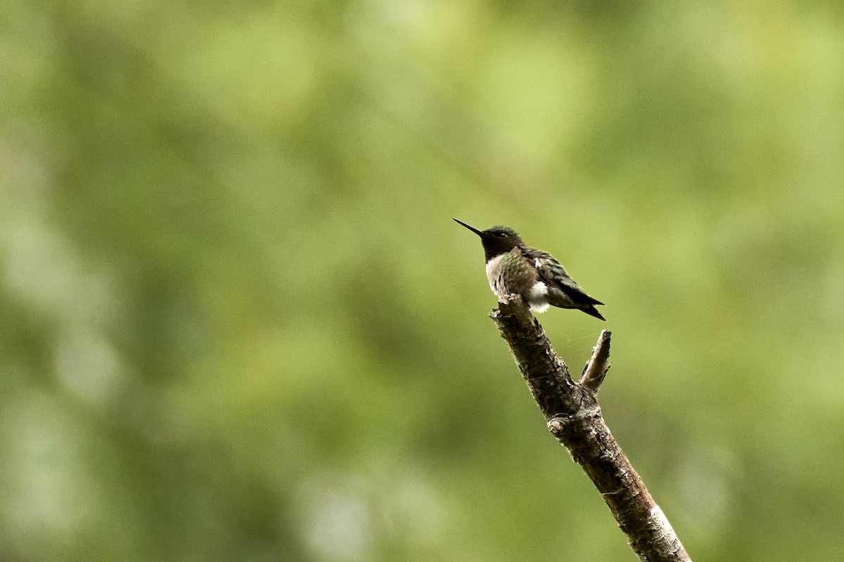 Colibrí Gorjirrubí - ML620231905