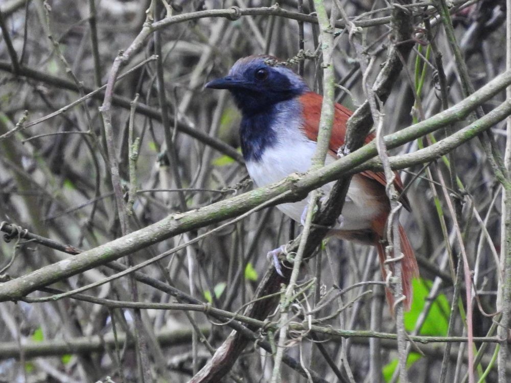 White-bellied Antbird - ML620231906