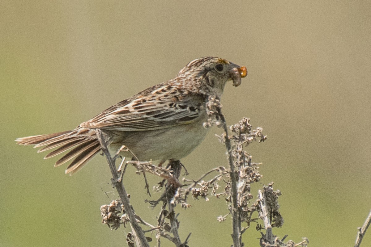 Grasshopper Sparrow - ML620231908