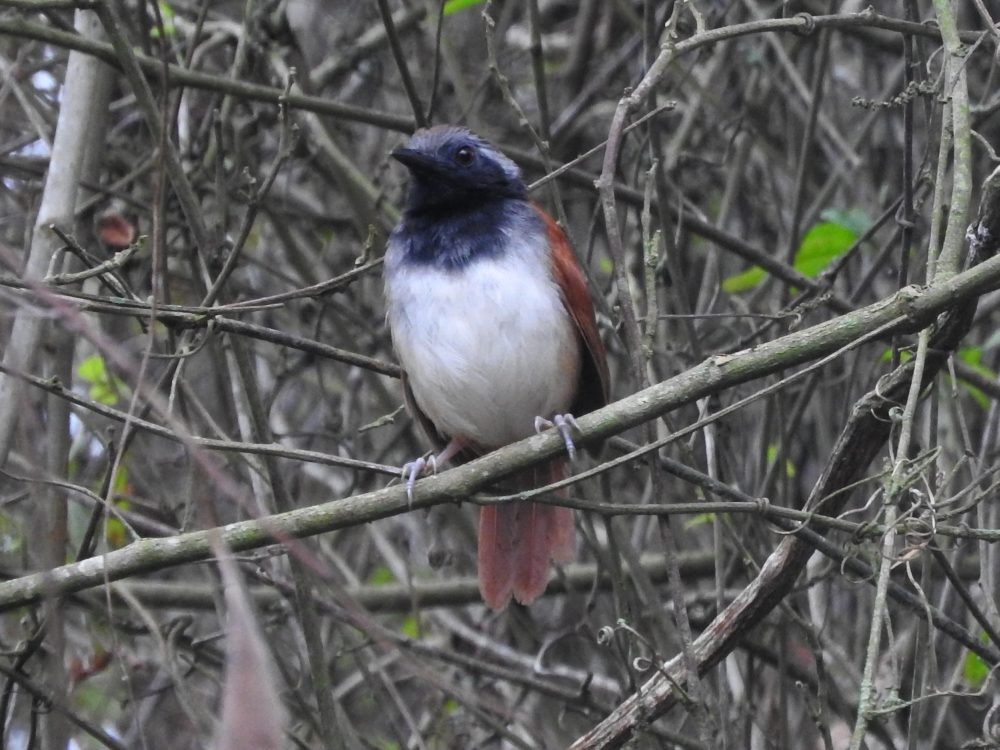 White-bellied Antbird - ML620231909