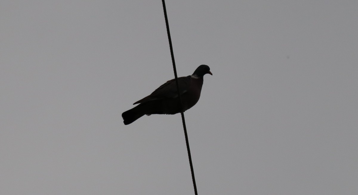 holub hřivnáč - ML620231911