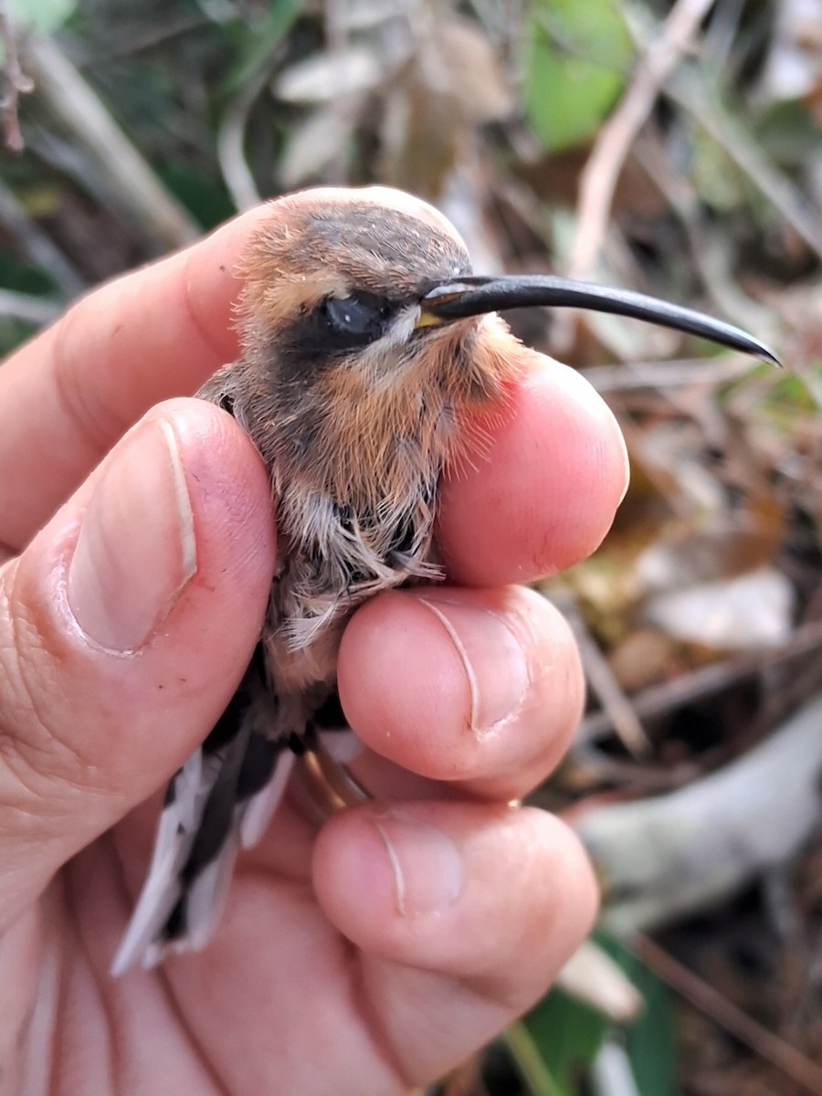 Broad-tipped Hermit - ML620231912