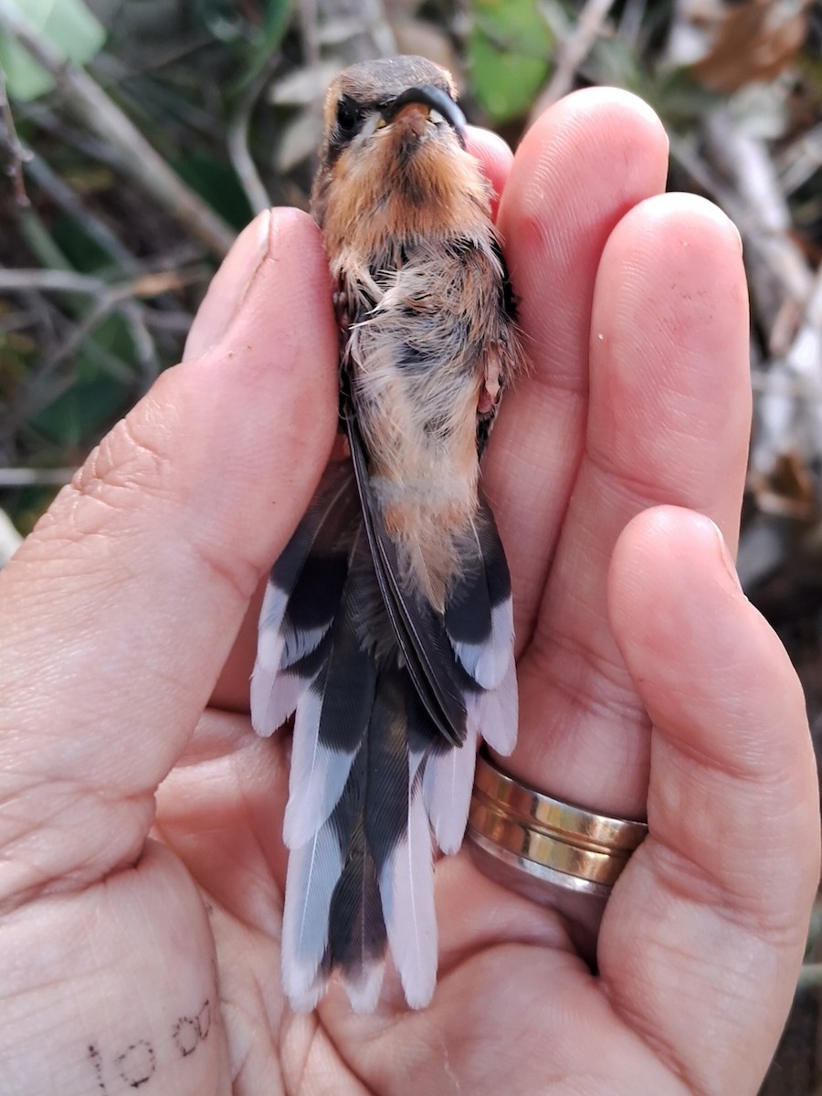 Клинохвостый колибри-отшельник - ML620231914