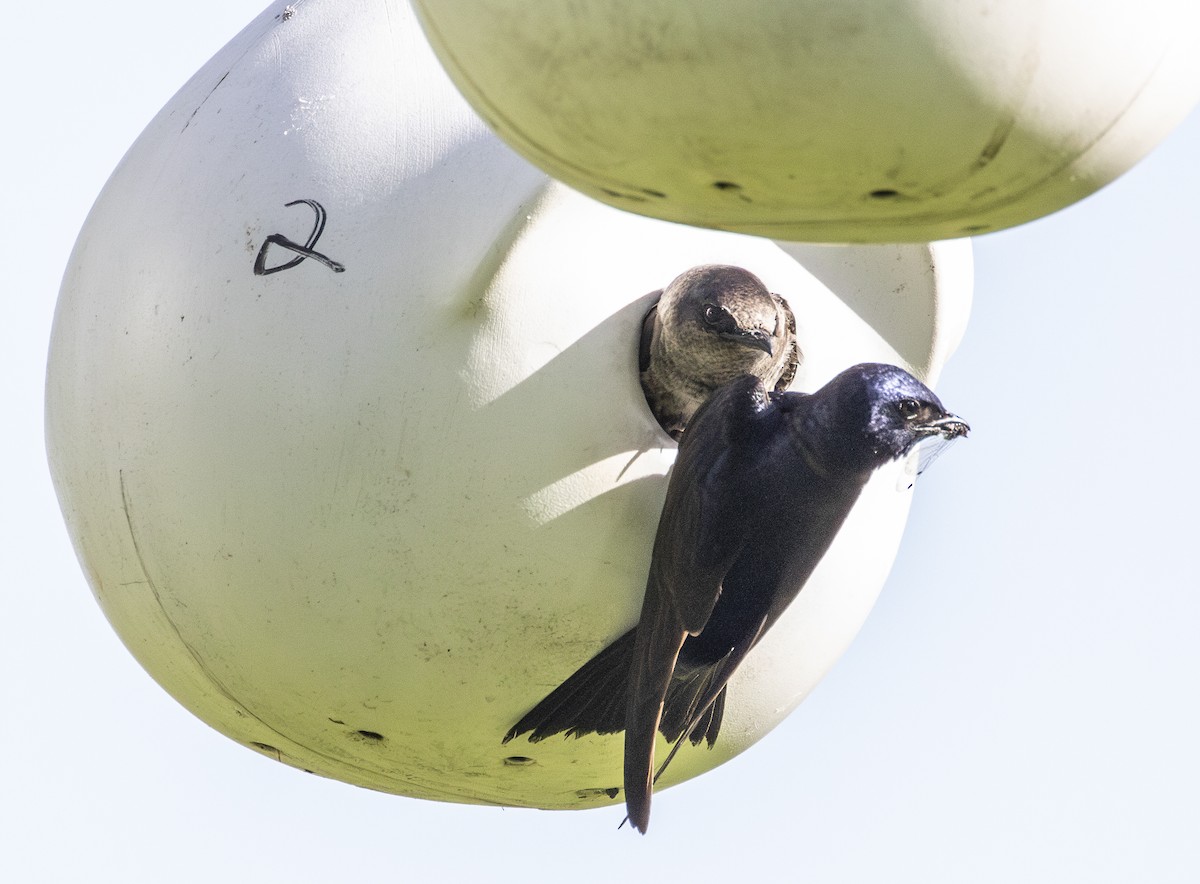 Purple Martin - ML620231926