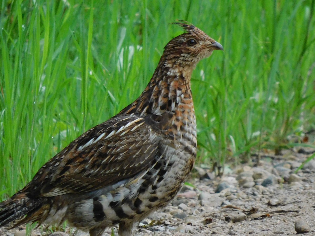 Ruffed Grouse - ML620231931