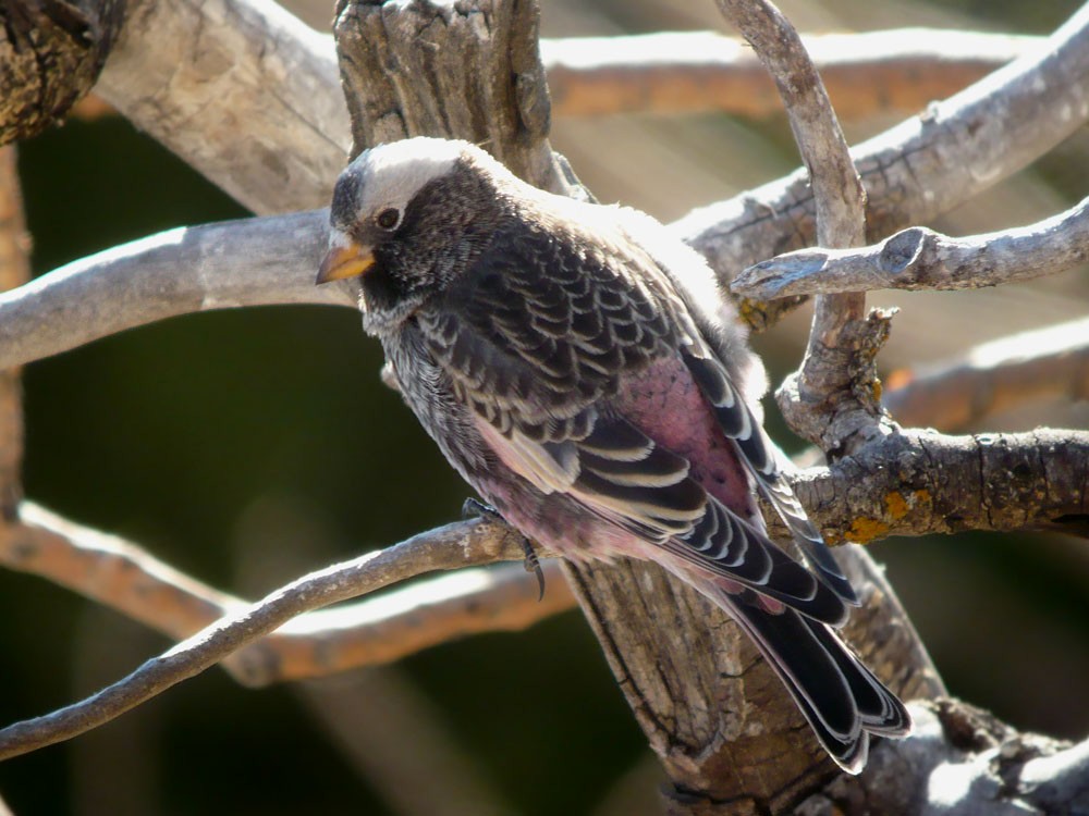 Black Rosy-Finch - ML620231937