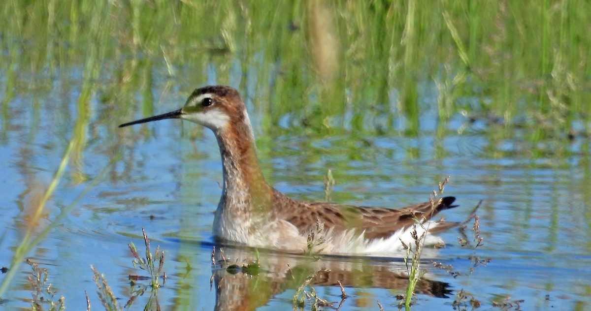 hvithalesvømmesnipe - ML620231945