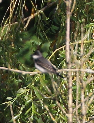 Eastern Kingbird - ML620231948