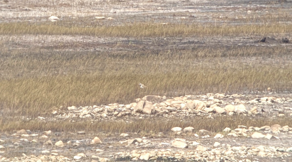 Common Ringed Plover - ML620231951