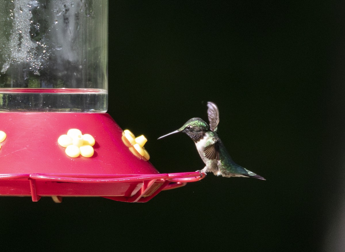 Ruby-throated Hummingbird - ML620231955