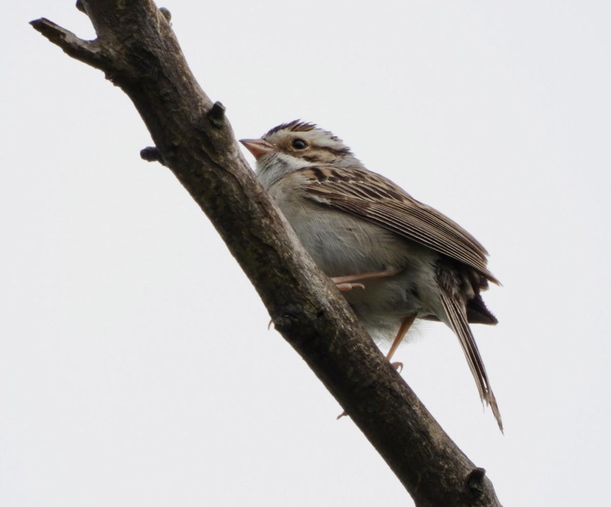 Clay-colored Sparrow - ML620231960