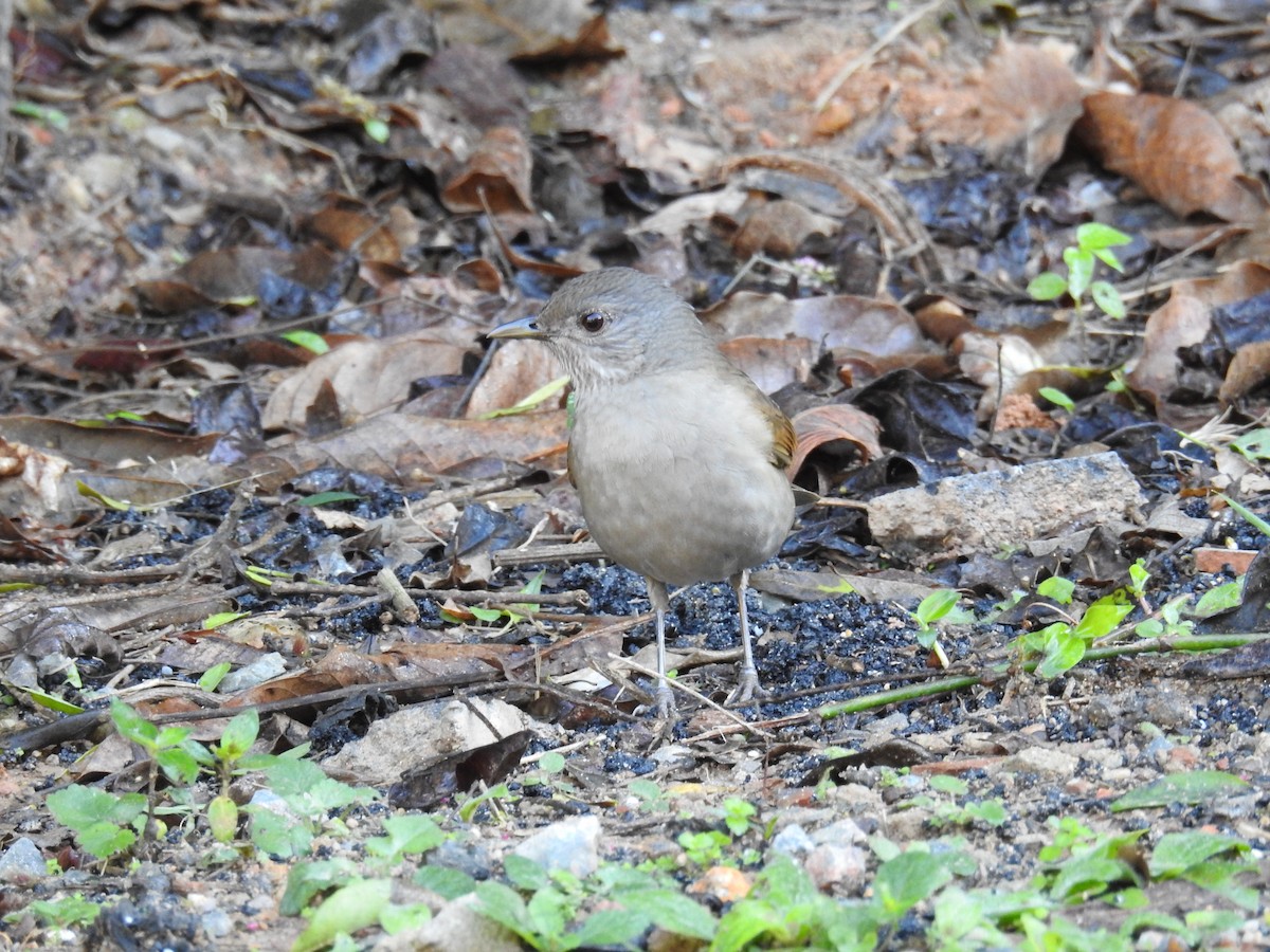 Pale-breasted Thrush - ML620231970