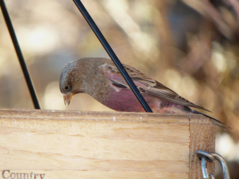 Brown-capped Rosy-Finch - ML620231971