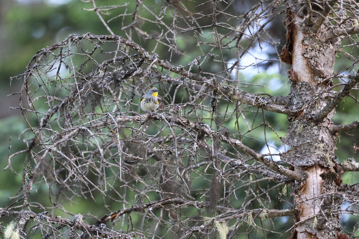 Yellow-rumped Warbler - ML620231974