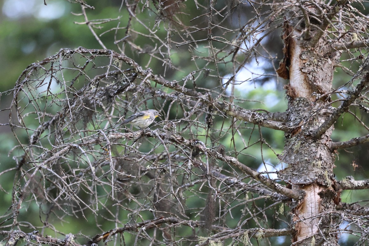 Yellow-rumped Warbler - ML620231975