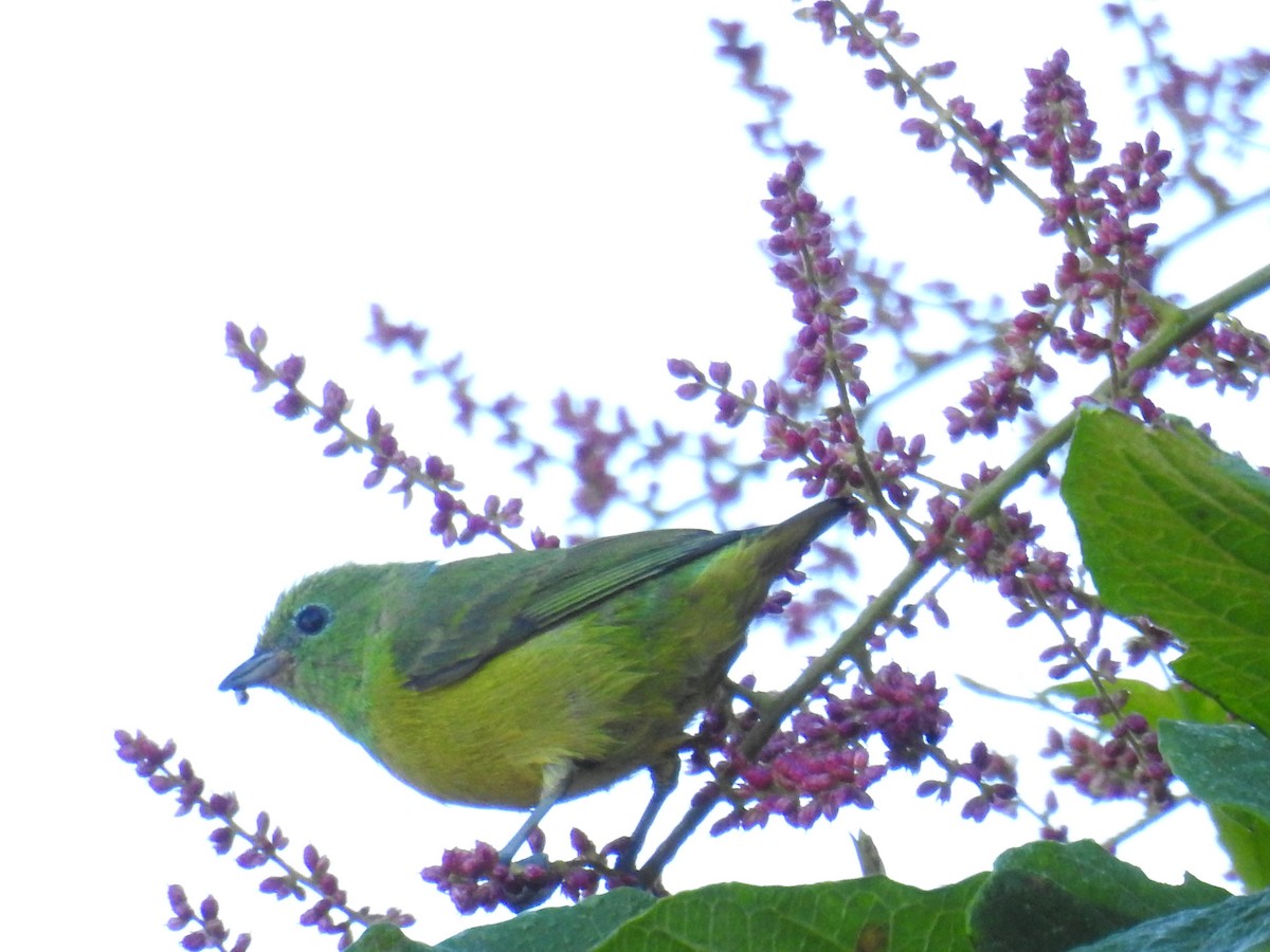 Blue-naped Chlorophonia - ML620231984