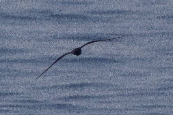 Flesh-footed Shearwater - ML620231996