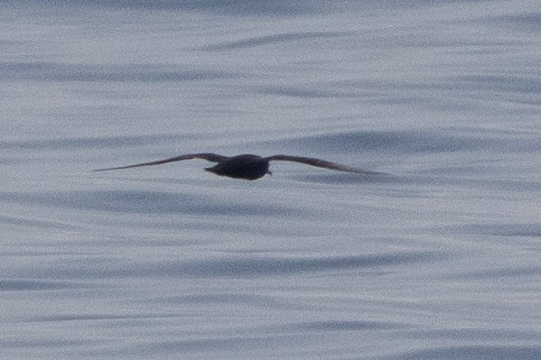 Flesh-footed Shearwater - ML620232001