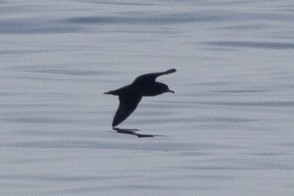 Flesh-footed Shearwater - ML620232002