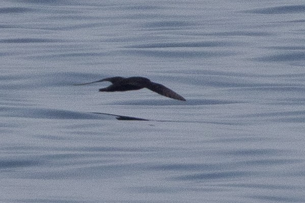 Flesh-footed Shearwater - ML620232003
