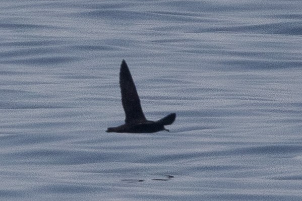 Flesh-footed Shearwater - ML620232004