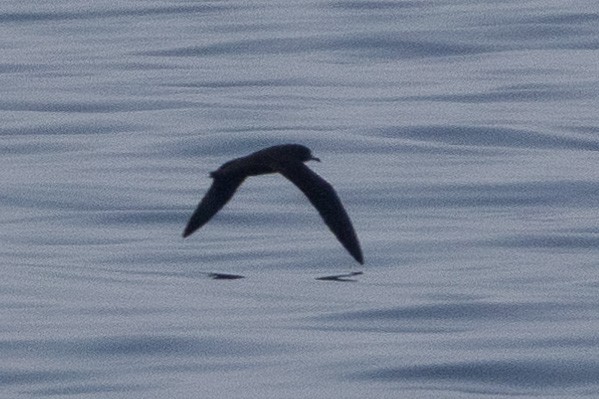 Flesh-footed Shearwater - ML620232005