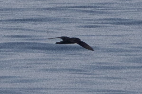 Flesh-footed Shearwater - ML620232006