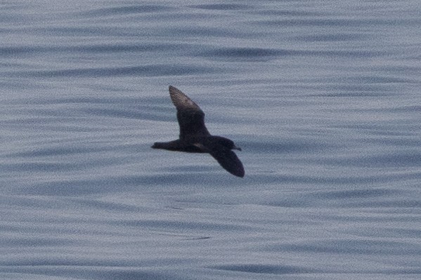 Flesh-footed Shearwater - ML620232007