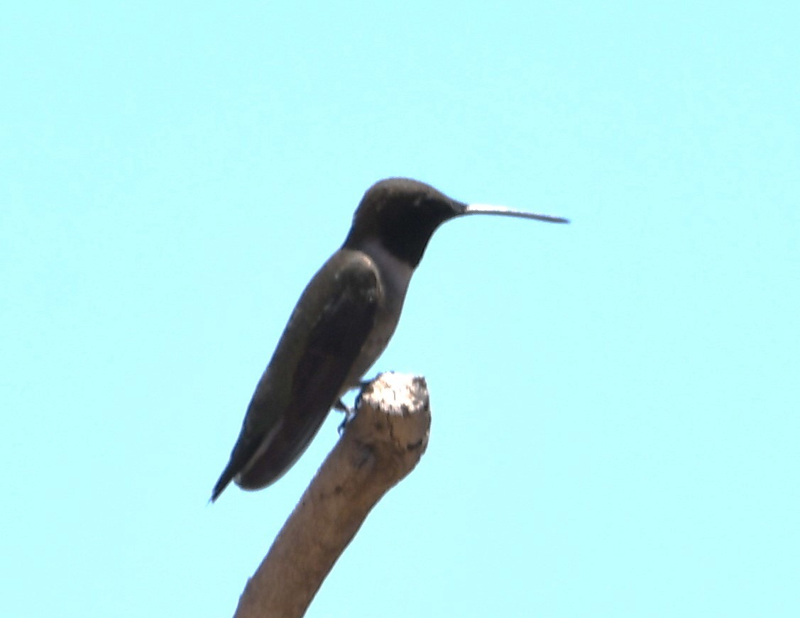 Broad-tailed Hummingbird - ML620232009
