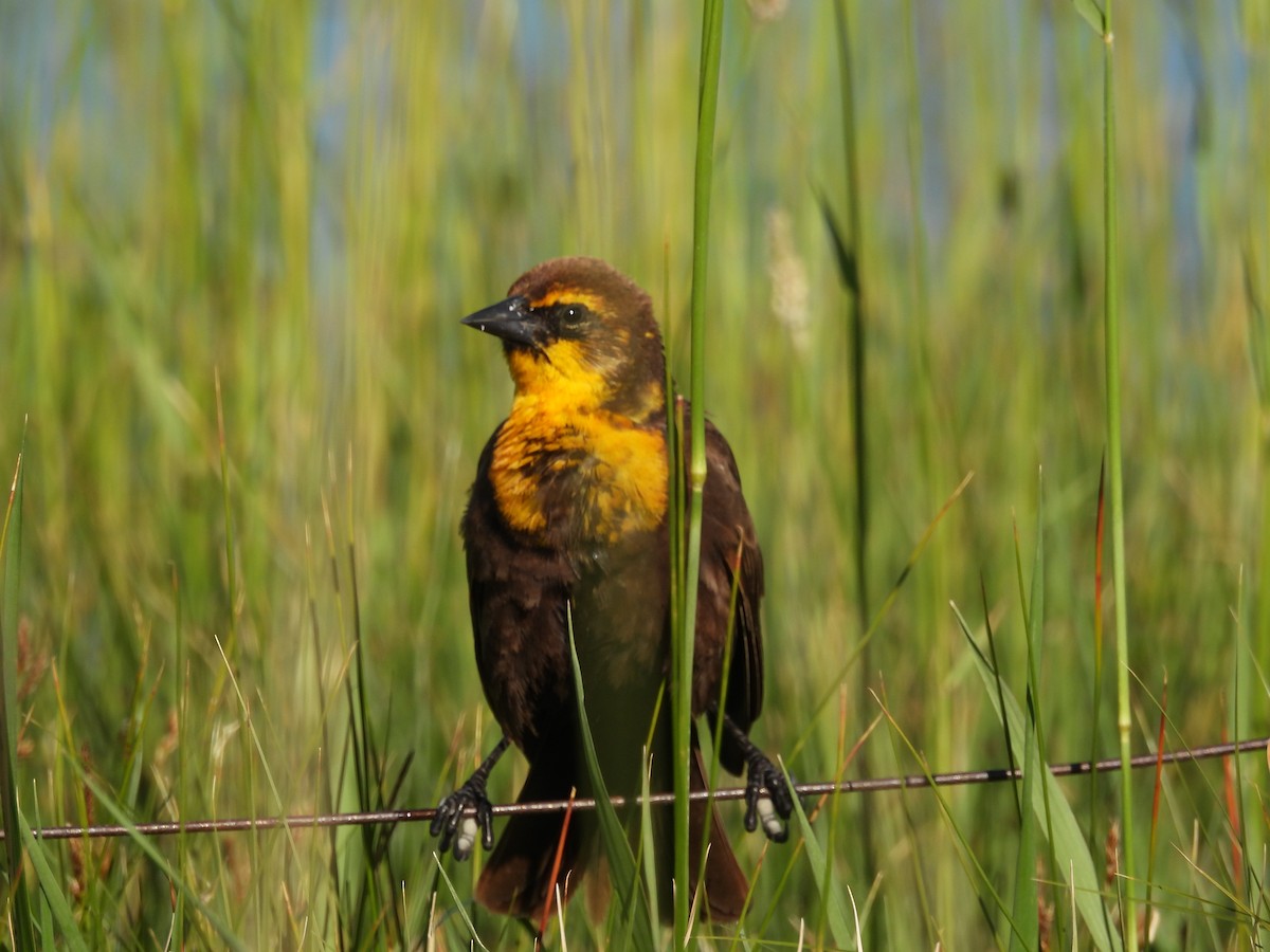Yellow-headed Blackbird - ML620232015