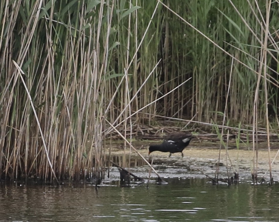 Common Gallinule - ML620232021