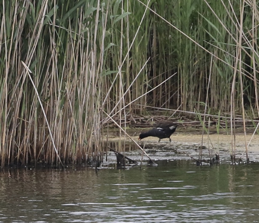 Common Gallinule - ML620232022