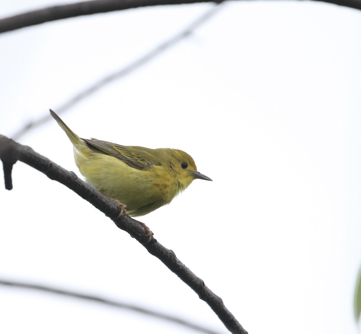 Yellow Warbler - Anthony V. Ciancimino