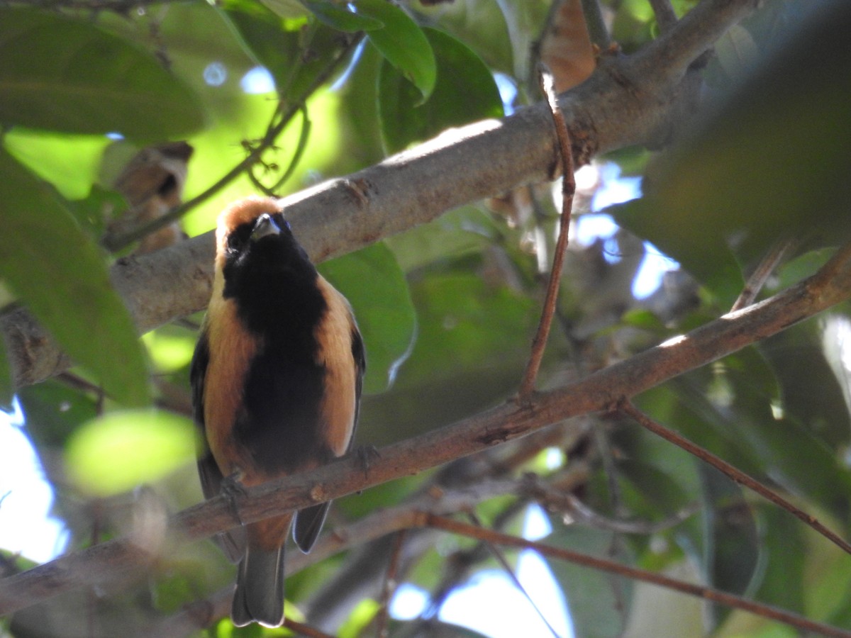 Burnished-buff Tanager - ML620232033