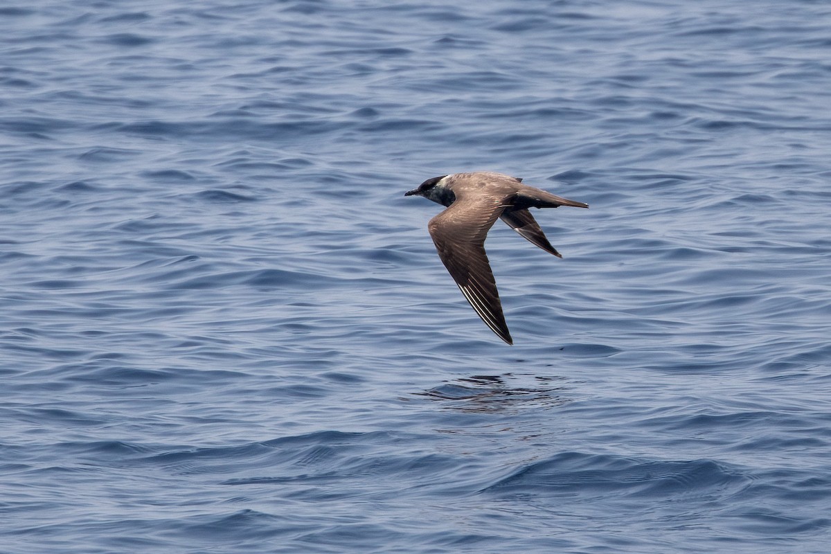 Long-tailed Jaeger - ML620232040