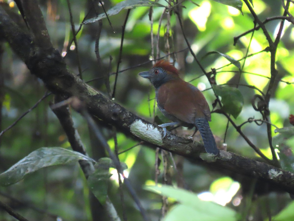 Batará Gorjinegro - ML620232046