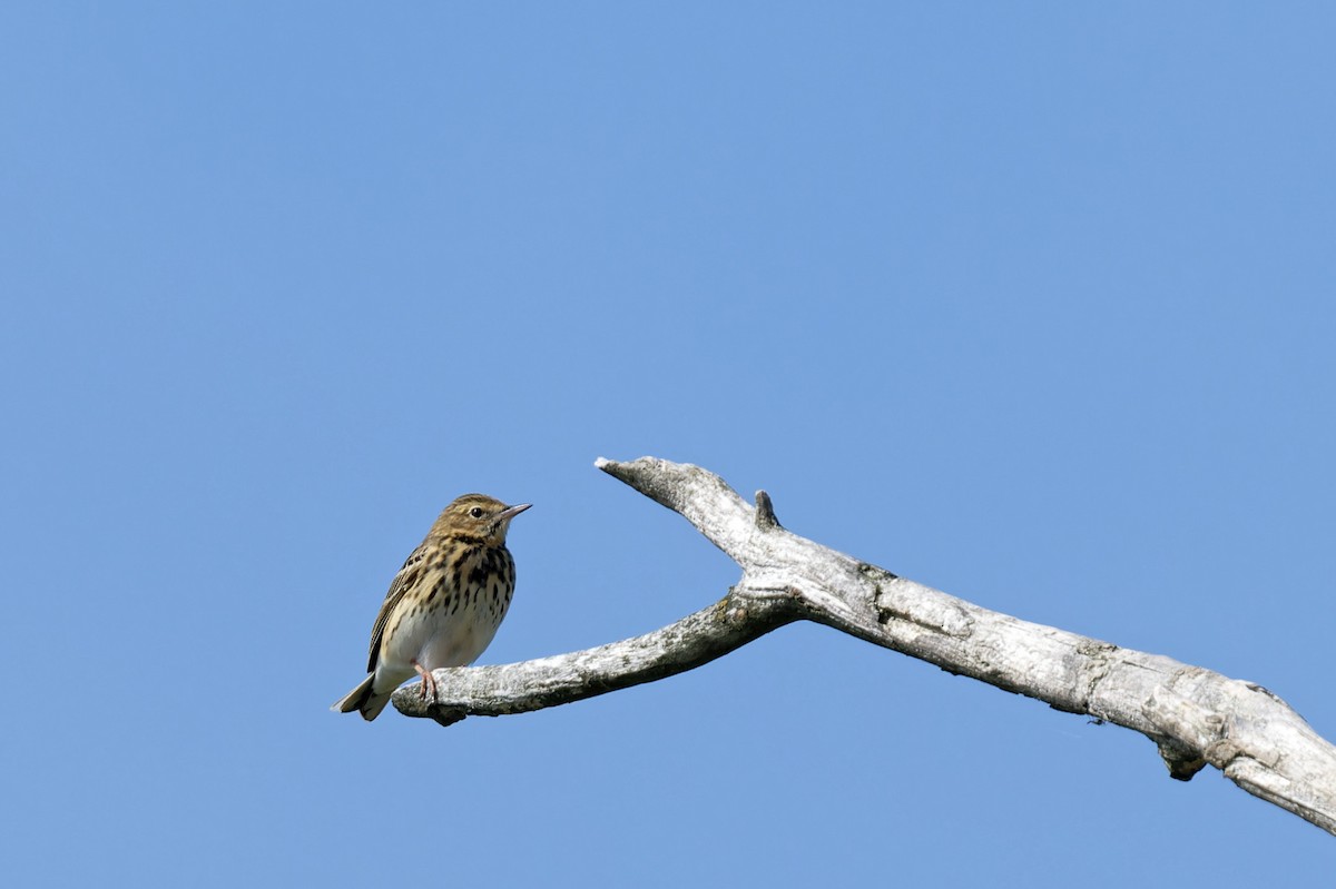 Tree Pipit - ML620232055