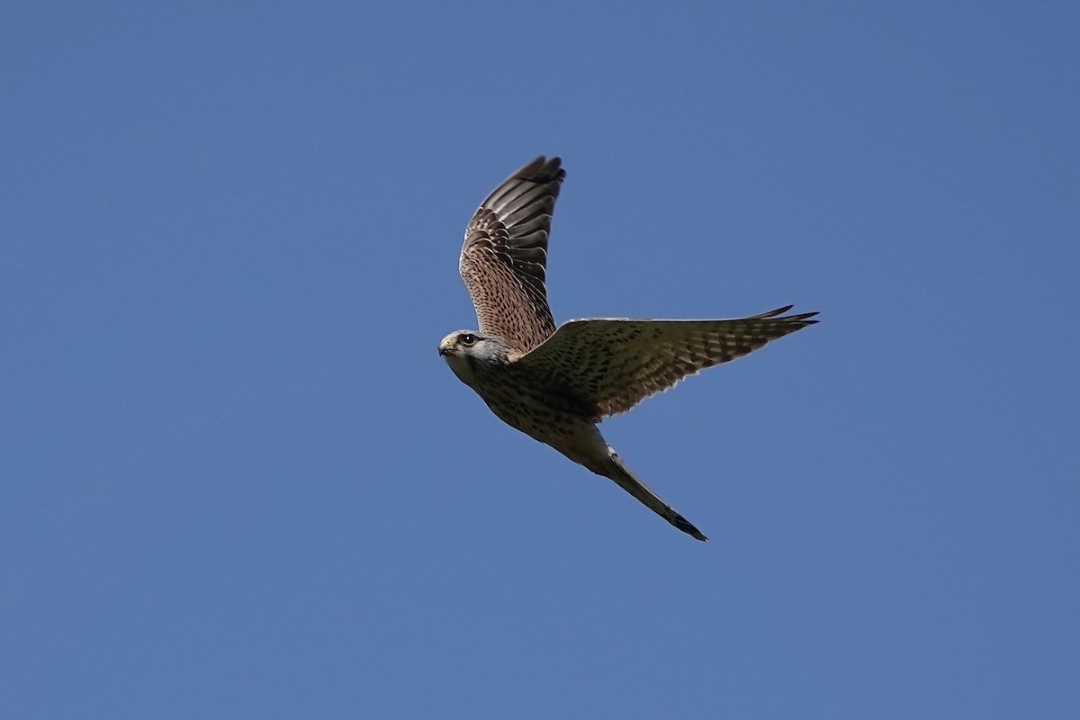 Eurasian Kestrel - ML620232057