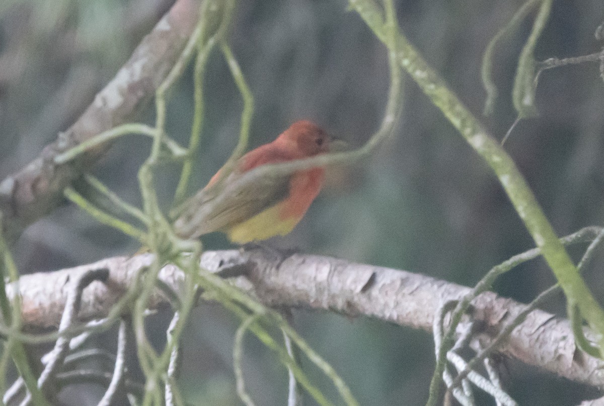 Summer Tanager - ML620232072