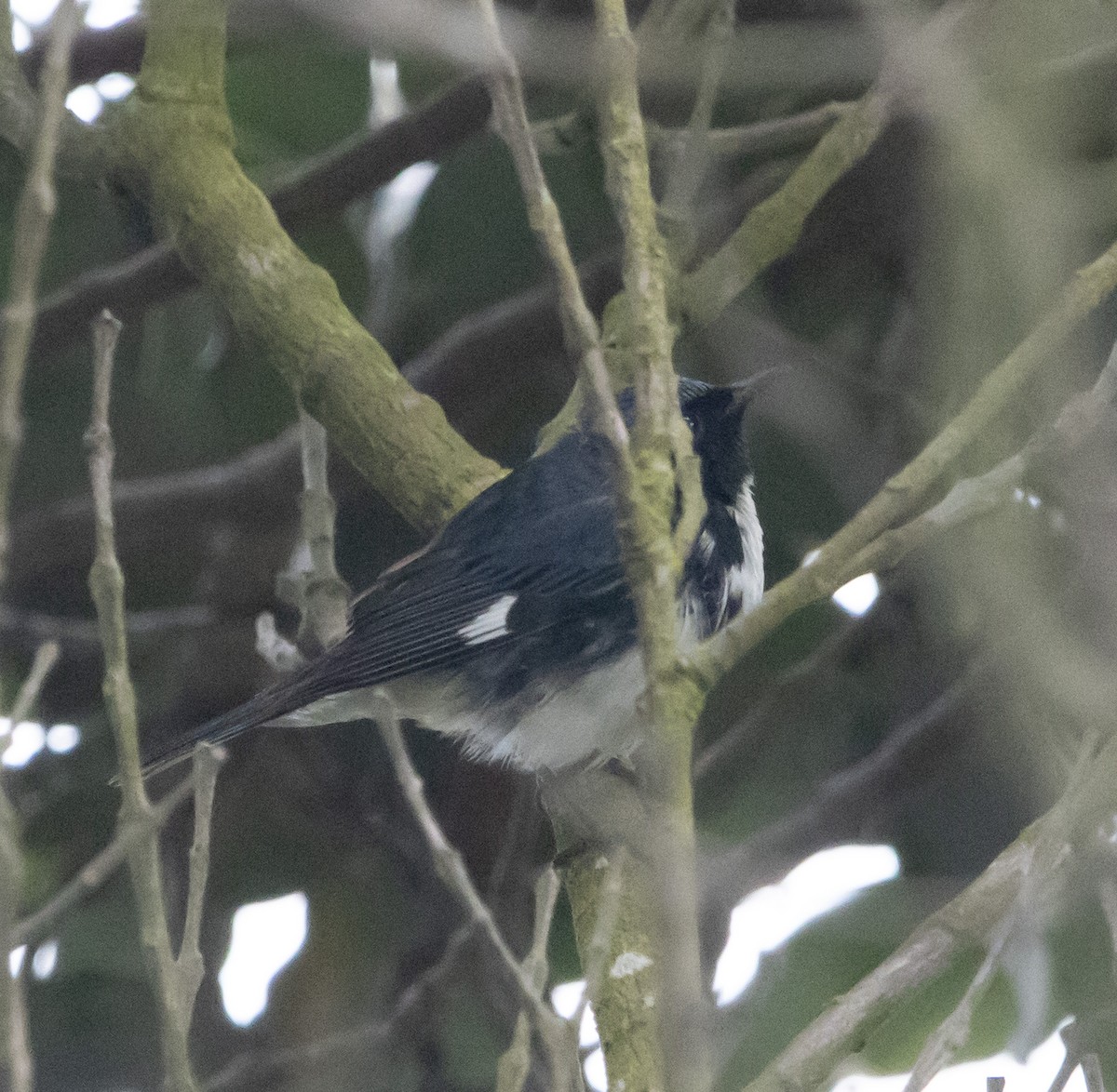Black-throated Blue Warbler - ML620232079