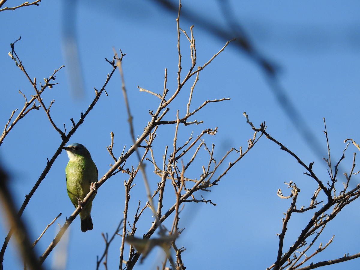 Blue Dacnis - ML620232083