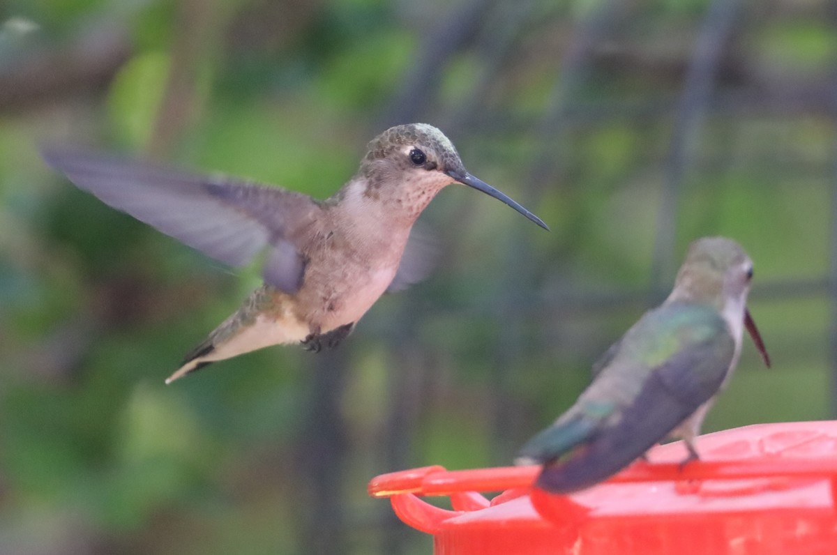 Black-chinned Hummingbird - ML620232101